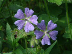 Geranium 'Philippe Vapelle' bestellen